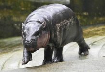 Thailand su hippo pygmy adorabel Moo Deng awo ta e cara di miles di meme