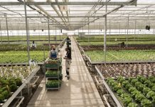 Hulanda lo asisti Aruba cu desaroyo di industria agricola comercial