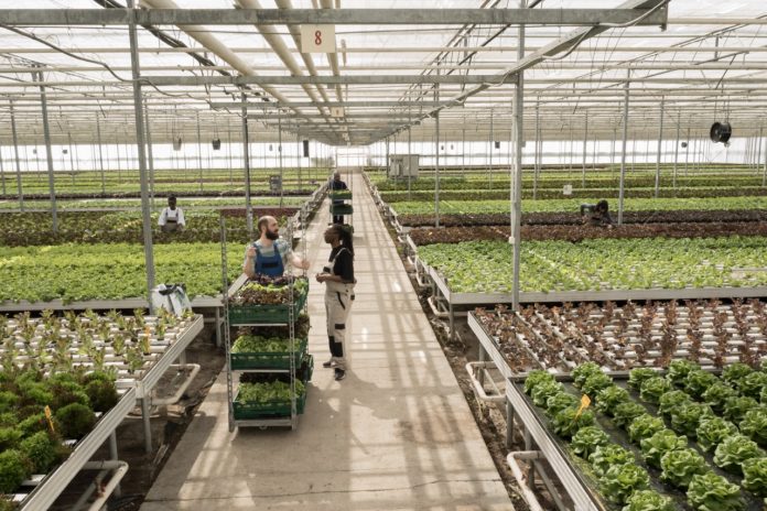 Leafy greens grown with no pesticides