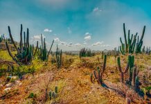 Mapa ecologico nobo di vegetacion ta revela necesidadnan urgente di conservacion pa Aruba