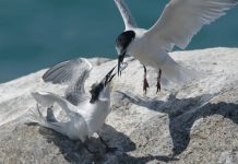 Parhanan migratorio fotografia na Aruba ta hala atencion na Merca