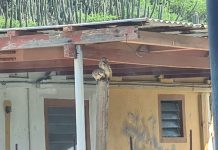 Danki na accion rapido di comunidad riba rednan social Aruba Conservation Foundation a logra salba cuater baby shoco cu tabata den peliger