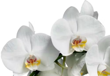 Mario Tjou-Tam-Sin RIP