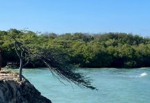 Mucha di nuebe aña a hoga na Mangel Halto