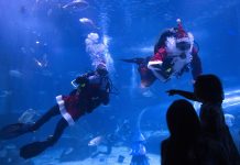 Santa Claus ta landa cu tiburonnan na un Acuario di Rio de Janeiro