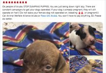 Situacion di puppies bandona den caha ta capta atencion di comunidad y medio internacional