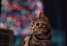 Tips importante pa mantene mucha- y mascotanan sigur durante temporada di klapchi