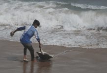 Autoridadnan ta aumenta esfuersonan pa proteha turtuganan maritimo mientras mortonan ta keda aumenta na India su costa