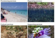 Harmonisando hende y naturalesa: DNM a publica e Strategia y Pan di Accion Nacional pa Biodiversidad 2024-2030