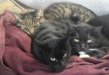 Homber ta reporta cu su dos pushi a fayece despues di bebe lechi curu cu a pidi back pa contaminacion di griep aviar