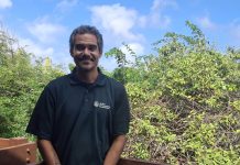 Proyecto di monitor Cascabel ta busca pa haya sa con saludabel y grandi e populacion di Cascabel na Aruba ta