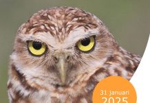 Rapport onderzoek Jaarrekening 2019 Land Aruba: E grito pa responsabilisacion y transparencia ta mas fuerte cu nunca