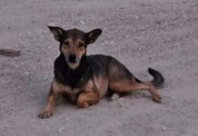 Problema cu cacho riba caya ta sigui y ta urgi un solucion