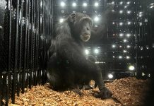 Colombia su chimpanse Yoko ta haya cas nobo na Brazil