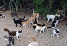 Fundacion cu peticion urgente pa cuminda pa pushi di caya