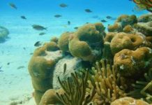 Rif di coral vulnerable na Boneiro menasa pa awa di lama cu ta sigui keinta