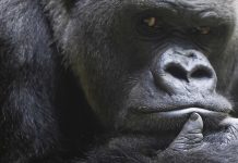 A pone gorila stima di zoologico na Zurich drumi tras añanan di deterioro den su salud