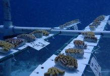 Proyecto piloto lansa na Corsou pa recuperacion di coral cerebral cu ta den peliger di extincion