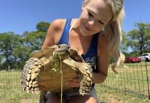 Turtuga stima ta reuni cu su famia algun siman despues di disparce den un tornado na Mississippi