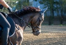 A pesar cu ley ta prohibi esaki, operador di tour ta ofrece actividad di core cabay riba beach