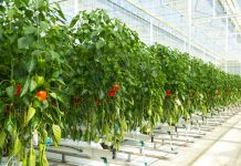 Aruba ta pone base pa futuro mas resiliente cu e Agri-Innovation Park