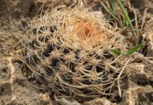 Cadushi rondo inusual descubri durante reto di naturalesa na Corsou