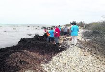 Cantidad grandi di sargassum ta menasa costanan Caribense