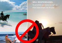 DNM ta enfatisa cu e ley prohibicion pa core cabay riba beachnan di Aruba ta vigente