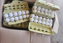 Departamento di Salud Publico a tuma den beslag un container di webo daña