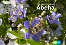 Dia Mundial di Abeha 2025: E rol vital di abehanan den garantisa seguridad global di cuminda y nutricion