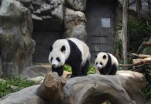 Pandanan baby di Hong Kong porfin tin nomber: Jia Jia y De De