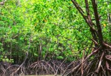 DEA: Tin buki digital nobo na Papiamento