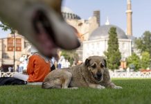 Turkia su corte top ta confirma ley controversial di sacrificio di cachonan riba caya