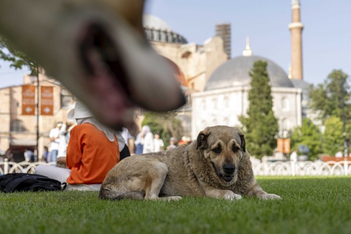 Turkey Stray Dogs