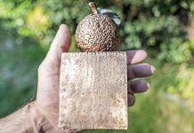 Vota riba candidatonan pa Appeltjes van Oranje; Cincuenta proyecto ta participa pa gana premio di Oranje Fonds