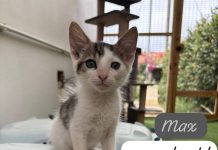 Bo ta invita na e Dia di Adopcion di fundacion Nine Lives Aruba!