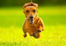 Di diesun edicion di careda di Daschund a tuma lugar na Opsel