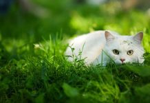 Inspector di bestia Hulandes ta informa un aumento record di animal di cas neglisha, specialmente pushi