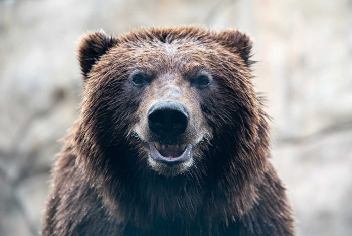 Zoo Bear New Tooth