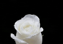 Phyllis Telania Hernandez-Clarke