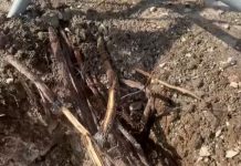 ACF reageert op situatie palapa’s bij Mangel Halto