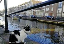 Amsterdam ta bay instala trapi di pushi den canalnan pa scapa pushi di hogamento