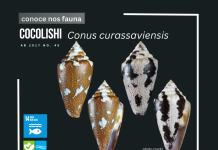 Aruba tin tres sorto di cocolishi endemico protegi
