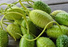 Con pa implementa mas naturalesa den bo hardin; Un guia pa hardineronan nobato