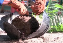 Treciendo mas naturalesa den hardin; Con pa plei mata