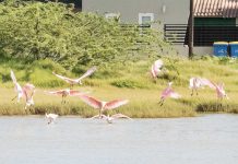 Aruba Birdlife Conservation: Crisis di awa di riool na Bubali: Un yamado pa restauracion