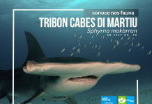 E tribon cabes di martiu ta riba e lista di proteccion di nos leynan local