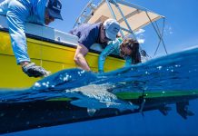 Hotspot di tiburon na Corsou a baha cu mas di 60 porciento