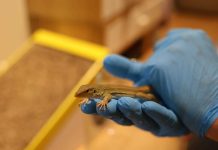 Lagadishi di Aruba ta aparece den cas na Den Haag