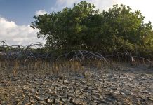 Mata di mangel den Caribe Hulandes: Vital, vulnerabel y desapareciendo